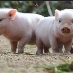 China Tech Digest: New Hope Founder Says China Should Invest In Pig Breeding Similar To Chips